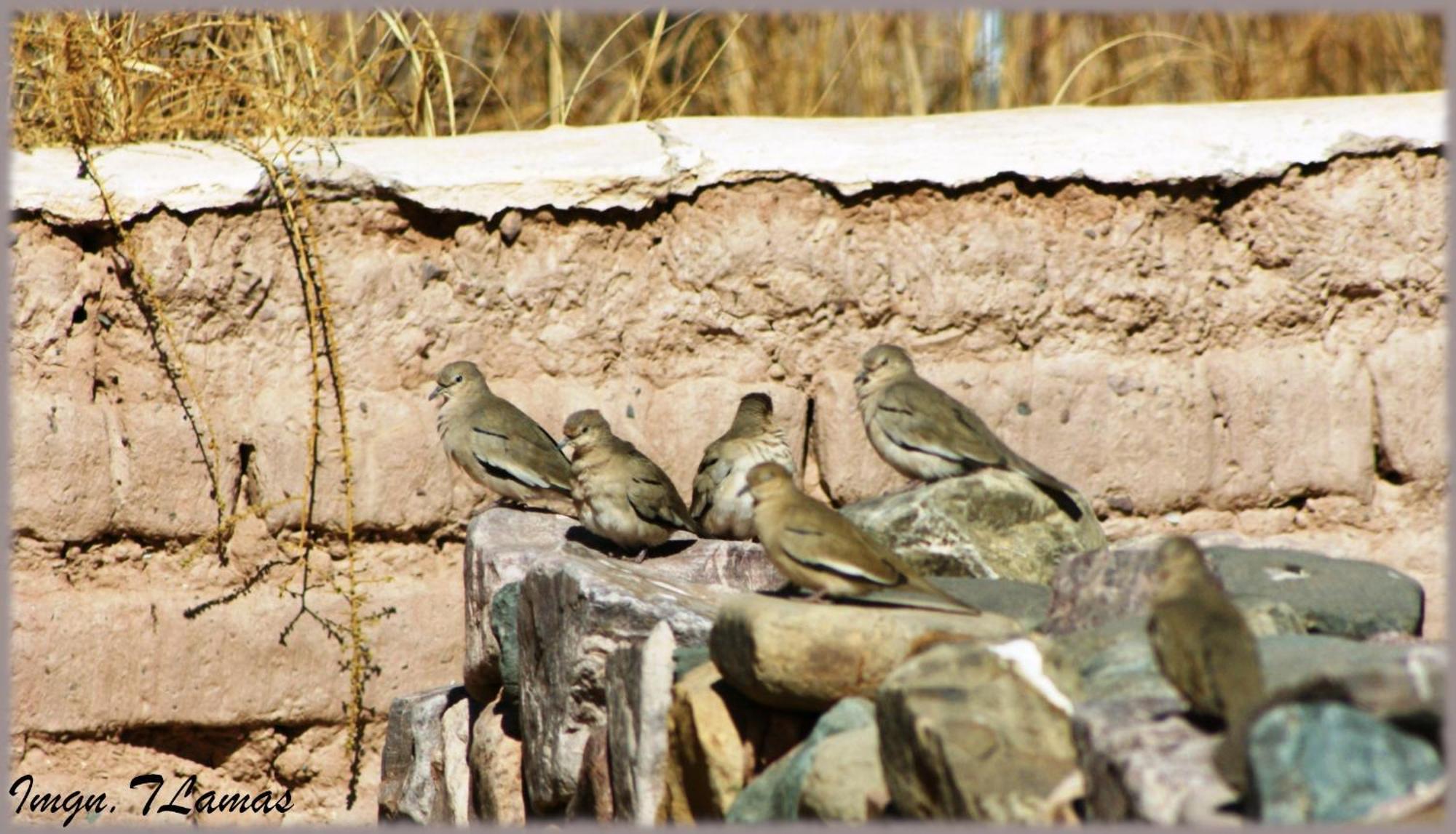Cabanaperchel Tilcara Quebrada De Humahuaca Holiday home Huacalera
